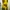 YELLOW SENSE