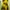YELLOW SENSE photo 4