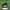 Adidas Country 