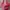 Donini Casual Shoulder bag Wanita red photo 1