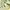 Crocodile textured knit ss tee yellow mint kaos knitwear photo 5