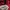 Gorpcore Sportswear Windbreaker Wanita red gray photo 8