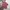 Polo Ralph Lauren Luxury Formal shirt Pria multicolor photo 2