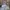 Aquascutum Corduroy Shirt Pattern Floral photo 7