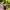Jam Mickey Mouse Lorus Disney photo 5