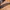 Ronz Leather Belt Brown photo 3