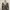 Jumpsuit Leopars Mango Animal Print photo 3