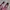 Vans Streetwear Casual Sneakers Wanita white pink photo 7