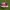Vans Authentic Maroon photo 4