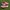 Vans Authentic Maroon photo 1