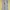 Longpants dickies women stretch photo 2