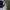 Cargopants dickies darknavy photo 7