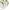Project M knitted ss polo shirt cream ivory kaos kerah knit  photo 4