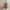 Sequin Tiered Sheer Top Vintage Coquette Y2K photo 1