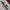 Vest ellese colourblock bordir logo photo 7