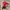PUMA Speedcat Red photo 2
