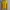 Colorbox Minimalist Casual Blouse Wanita yellow photo 1