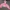 H&M Pink Checked Cropped Hoodie catur photo 1