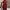 Another Shop Vintage Muslim Blazer Wanita burgundy photo 7