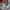 The North Face Streetwear Gorpcore Hat Pria tan photo 5
