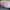 nike dunk low tripple pink  photo 2