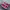 Vans Autentic Red 