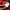 Hodie Nike Skateboard (SB) Maroon Color photo 7