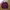Fred Perry Luxury Casual Sweatshirt Pria burgundy photo 1