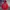HOODIE DICKIES TX 1922 VELVET photo 1