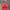 F1 Ferarri Jacket  photo 5
