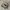 Salomon XT-6 Gore-Tex Vintage Khaki  photo 1