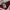 NFL Jersey Arizona Cardinal Larry fitzgerald photo 6