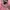 Hush Puppies for her, Signature Eimbodery Pink Zip Pullover photo 5
