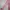 Minimalist Windbreaker Wanita pink photo 6