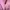 Minimalist Windbreaker Wanita pink photo 4