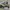 Nb 1906r dawnglow  photo 1