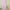Minimalist Midi Dress Wanita Pink