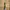 Dickies Streetwear Casual Boots Pria tan photo 8