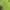 Reebok Sportswear Polo shirt Pria green photo 3