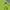 Reebok Sportswear Polo shirt Pria green photo 2