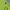 Reebok Sportswear Polo Shirt Pria Green