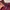 Dior Streetwear Polo shirt Pria burgundy photo 3