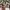 NUDE BONES M 65 TIGER STRIPE  photo 4