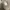 NUDE BONES M 65 TIGER STRIPE  photo 8