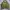 Harrington Olive Inner Silk photo 1