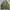Harrington Olive Inner Silk