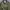Harrington Olive Inner Silk photo 5