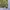 Harrington Olive Inner Silk photo 3