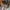 ADIDAS YUNG 96 CHASM MENYALA photo 5