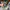 ADIDAS YUNG 96 CHASM MENYALA photo 3